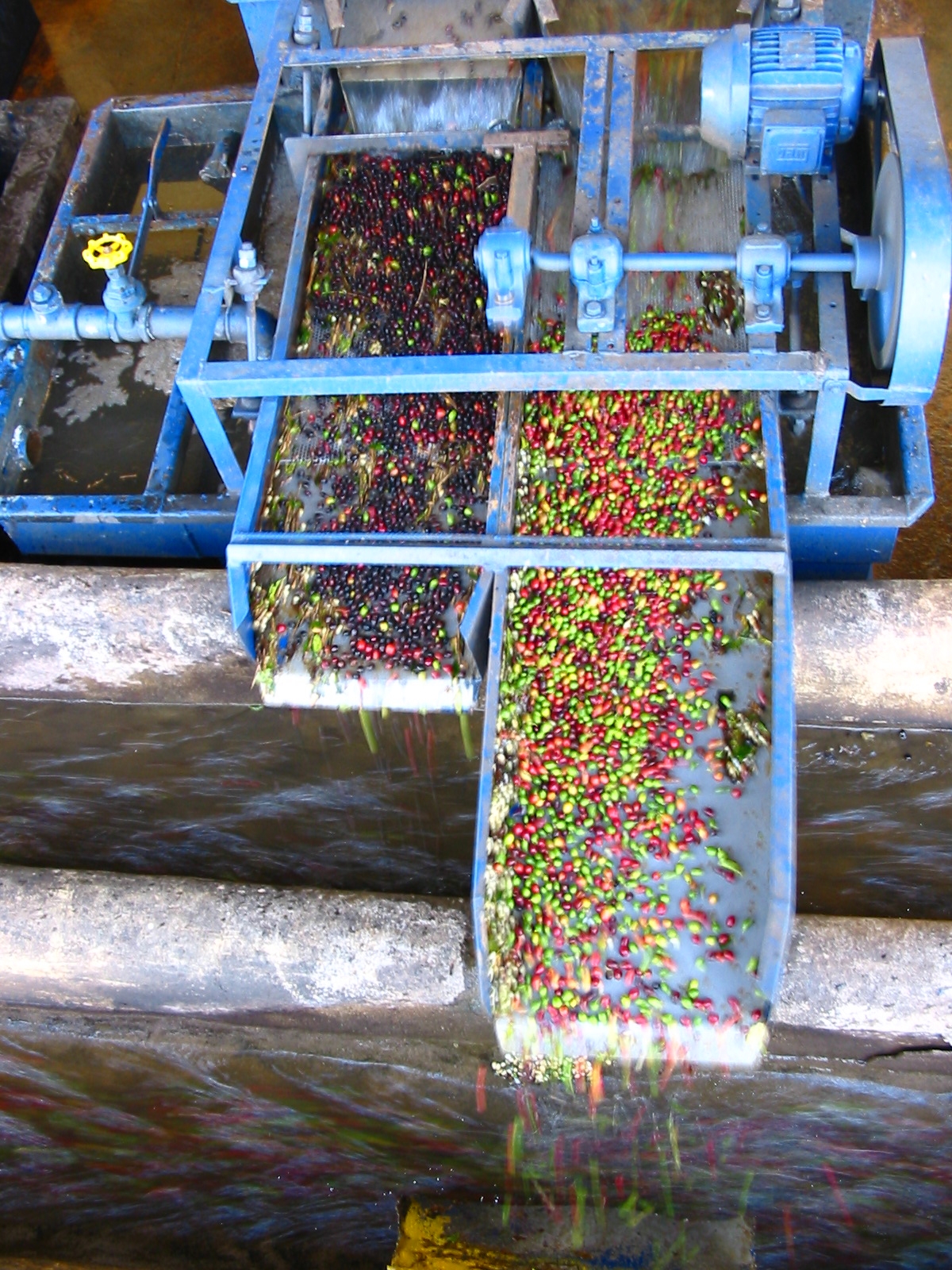 Illycafà Waschen der Kaffeekirschen